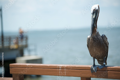 Fotografie Brown pelican perched on a wooden railing with water and dock in the soft-focus background