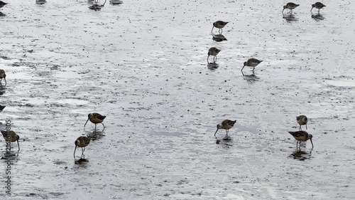 Long-billed dowitchers feeding on mudflats	