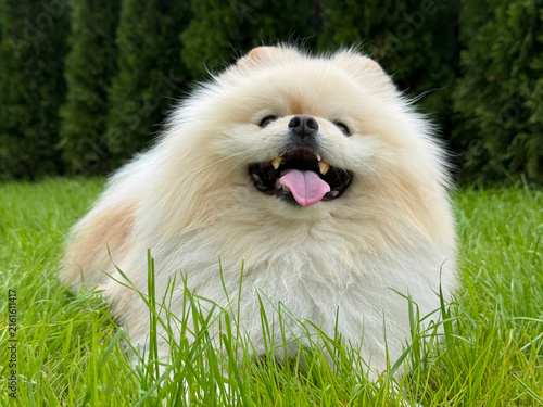 Quadro su tela Happy dog pomeranian spitz in the lawn grass