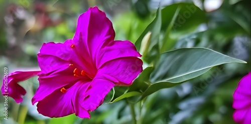 Fotografía Beautiful view of blooming shiny fresh pink color petals marvel of peru or morning glory or ipomoea purga or vibrant magenta pink four o'clock flowers with green leaves tropical and ornamental plant
