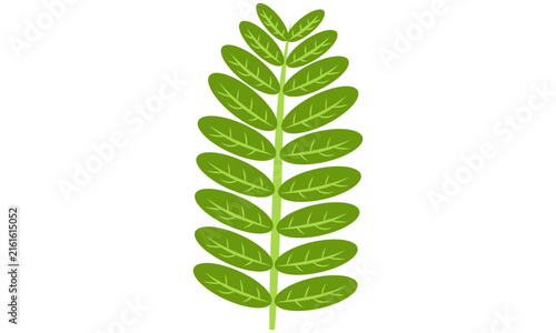 Compound green fern leaf illustration in flat style