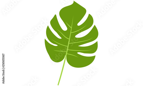 Tropical green monstera leaf flat vector element