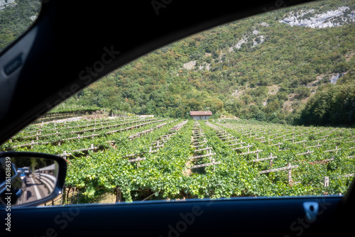 Vineyards seen from the car on a sunny day in the countryside near a mountain landscape