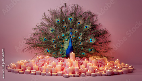 Peacock display behind a field of burning tealight candles with feathers atmosphere ceremonial wildlife artistic meditation spirituality symbolic illumination celebration background