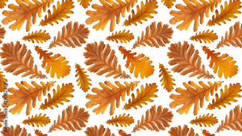 Oak leaves arranged in a  autumn pattern on white background, ideal for seaso...