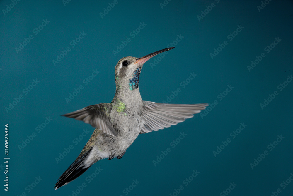 Naklejka premium Juvenile broad-billed hummingbird in flight