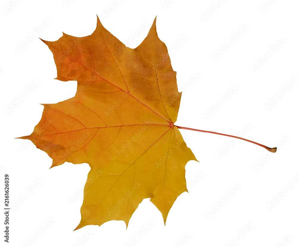 Fototapeta premium yellow-brown maple leaf