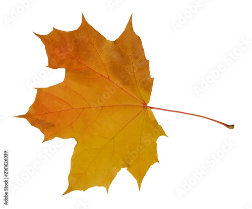 yellow-brown maple leaf