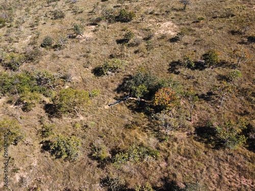 Canvastavla Cerrado Brazilian savanna landscape in Minas Gerais, Brazil, with native grassland vegetation and scattered shrubs viewed from above
