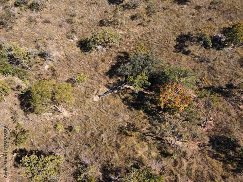 Konstfotografi Cerrado Brazilian savanna landscape in Minas Gerais, Brazil, with native grassland vegetation and scattered shrubs viewed from above