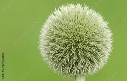 Foto Green nature background with Echinops sphaerocephalus (glandular globe thistle)