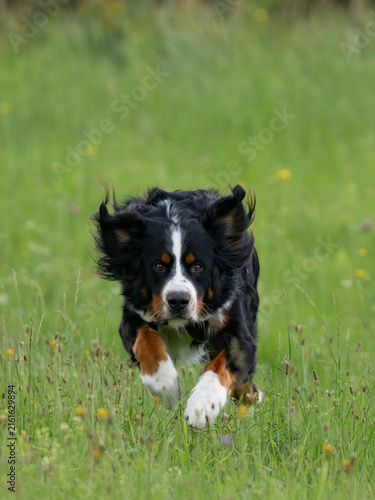Canvastavla Bernese Mountain Dog, running