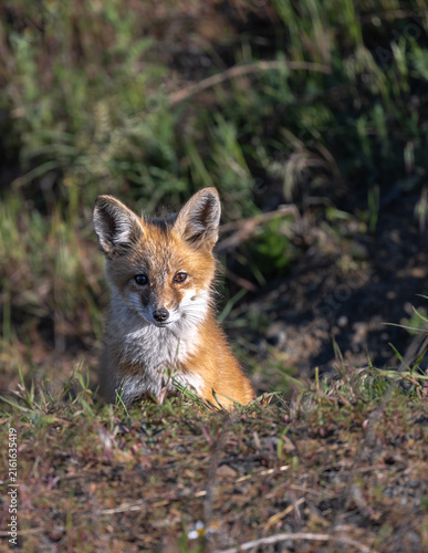 Cuadro en lienzo Young American Red Fox (Vulpes vulpes fulva) in the Palouse