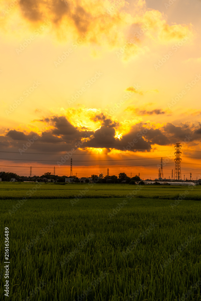Obraz premium 夕焼けに染まる田園風景
