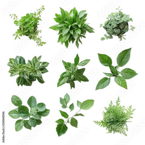 Collection of various green potted plants viewed from above isolated on transparent background