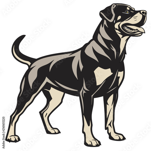 Of a rottweiler dog standing, isolated on a plain white background, black and beige colors canine animal