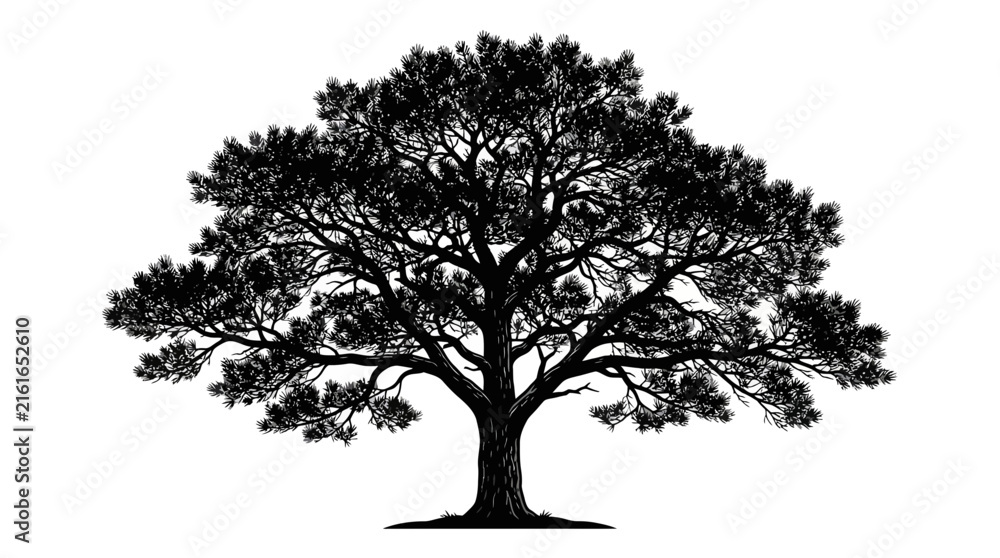 Obraz premium Cad tree lines Oak tree silhouettes. Set of three black vector graphics. Nature design elements for logo in monochromatic style. Tree plant outline. Environmental icon vector