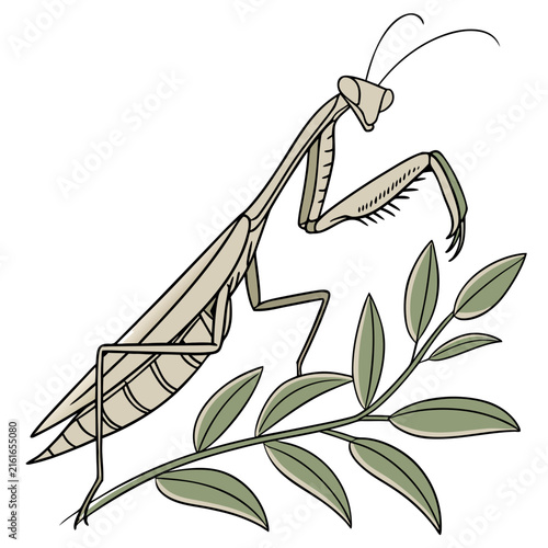 Hand drawn of a praying mantis perched on a green leafy branch isolated on white background, insect nature