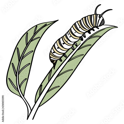 Of a monarch caterpillar crawling on green leaves isolated on a white background, insect larva nature