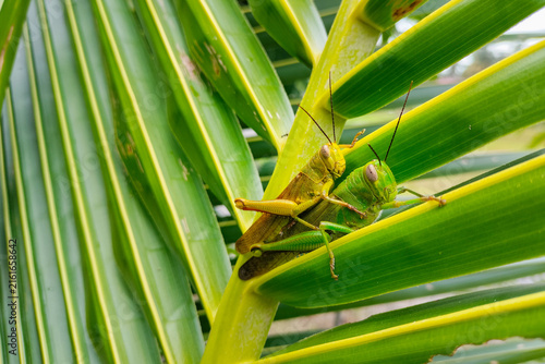 Картината върху платно Macro shot of mating pair of green grasshoppers on coconut leaf