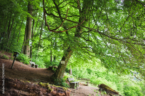Historic Luther Beech above Stolberg in the Harz Mountains, Germany