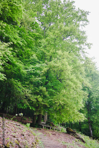 Historic Luther Beech above Stolberg in the Harz Mountains, Germany