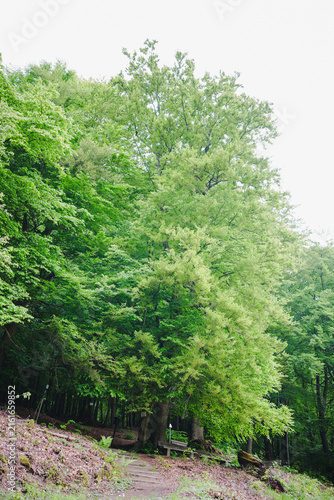 Historic Luther Beech above Stolberg in the Harz Mountains, Germany