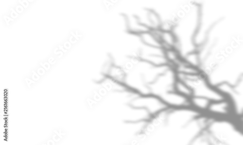 Realistic Halloween Scary Tree Shadow Overlay on Wall Background 