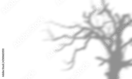 Shadow overlay effects of realistic abstract scary tree shadow on wall background, Summer sunlight and shadow overlay effect, shadow for Halloween background