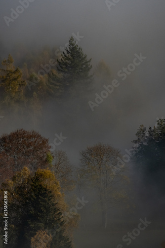 Cimes d'arbres dans les nuages