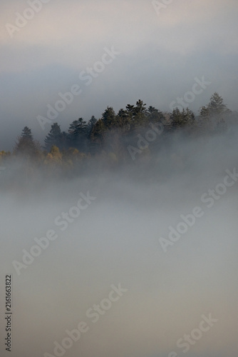 Cimes d'arbres dans les nuages