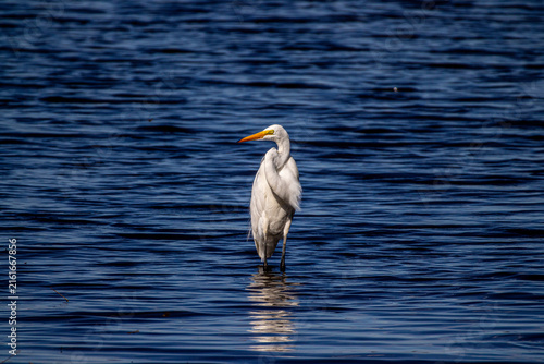 Cuadro en lienzo Great egret (Ardea alba) standing in rippled blue water, minimalist Florida wetl