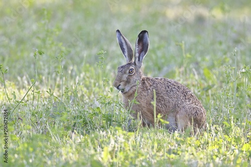 European hare (Lepus europaeus) sitting in a meadow and eating herbs, Wildlife, Animals, Nature photography, Wilnsdorf, North Rhine-Westphalia, Germany