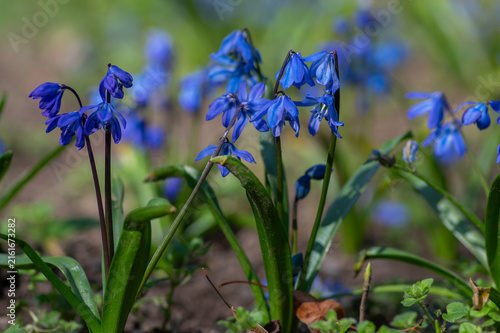 Quadro su tela Siberian Squill Scilla siberica blooming with detailed blue flowers
