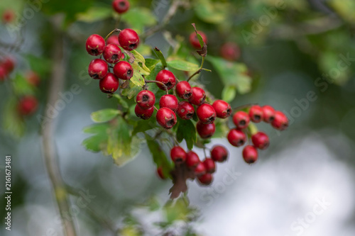 Fotografie Red ripe berries of Crataegus monogyna common hawthorn or quickthorn growing on
