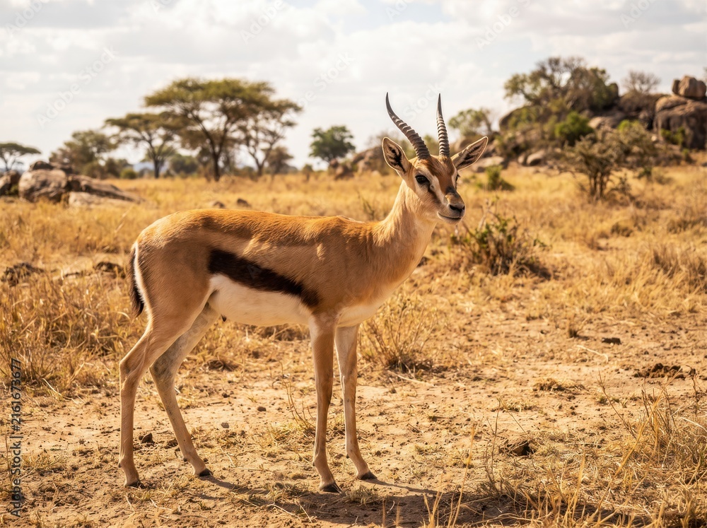Fototapeta premium Speke's Gazelle Standing in an Arid East African Plain, Realistic Wildlife Portrait in Natural Dry Landscape