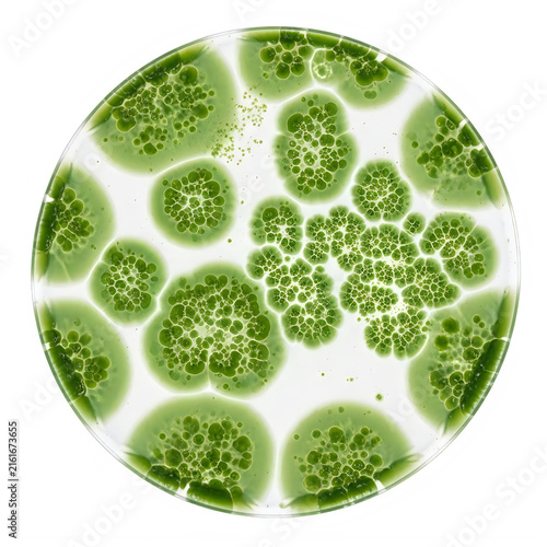 Green bacteria colonies growing in a round laboratory petri dish