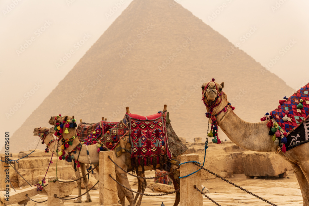Fototapeta premium Camels in the Sahara desert with Pyramids of Giza in Egypt travel guide. A desert storm giving an orange colour in the air.