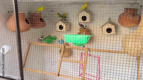 Australia's small, colorful parrots and their nests of various shapes made from mud and wood inside the cage. 4k video