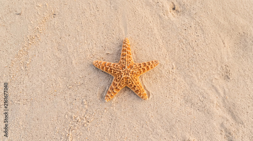 Close-up of a starfish resting on pristine sandy beach with golden light