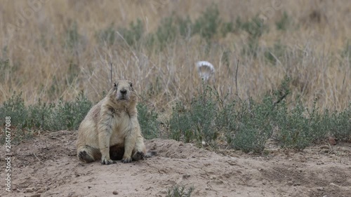 Cute Praire Dog on the Colorado Grassland in Summer