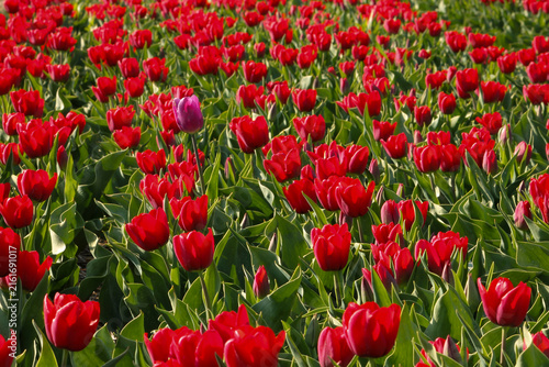 Canvastavla Bright close-up photograph of a field of red tulips glowing in warm sunlight, shot in Drenthe, Netherlands