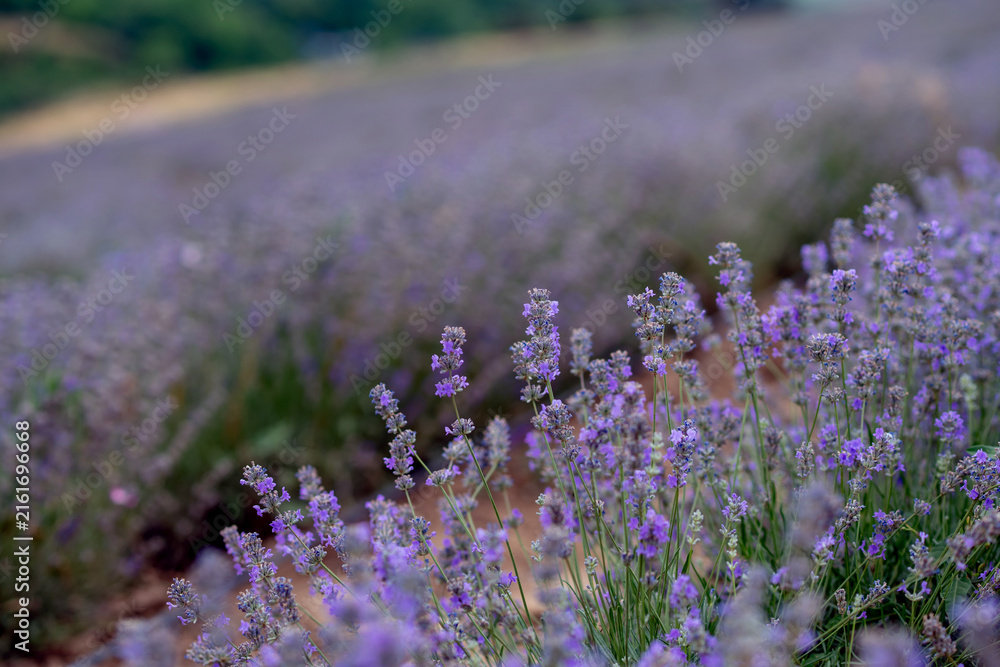 Obraz premium Blooming Lavender Field in Summer with Purple Flower close up.