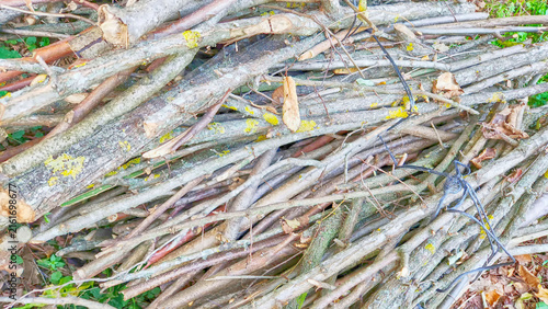Fotografie Cut branches and trunks of varying thicknesses form a long pile of wood at the edge of the forest
