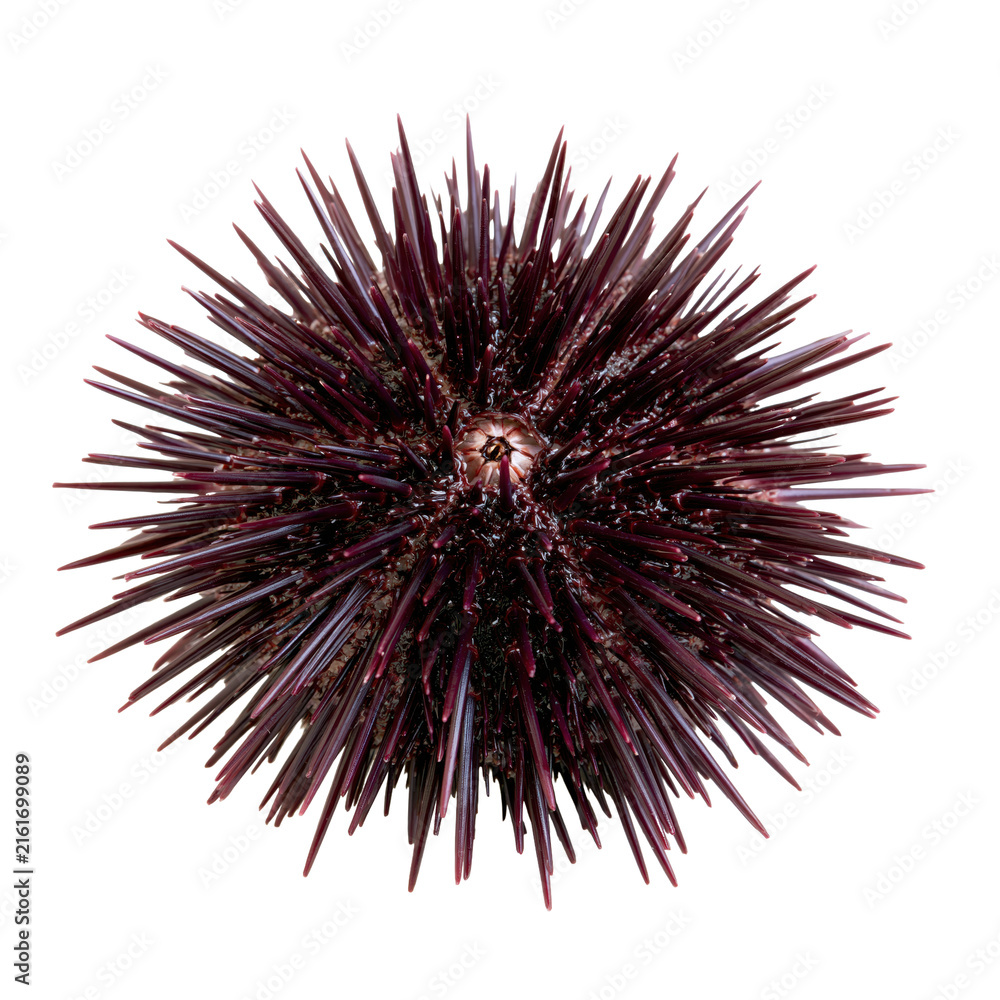 Obraz premium Spherical sea urchin with numerous dark purple spines found in a coastal area during daylight hours