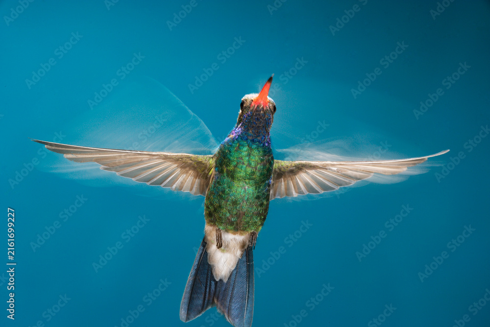 Fototapeta premium Broad-billed hummingbird frozen in flight with some movement