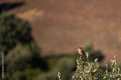 Small Songbird Perched on Oak Branch with Blurred Countryside Backdrop