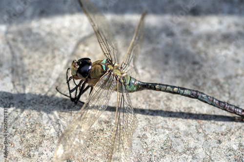 Konstfotografi A close-up of a lifeless dragonfly.