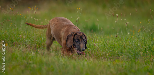 Quadro su tela Small dogs on summer hot meadow green grass in south Bohemia