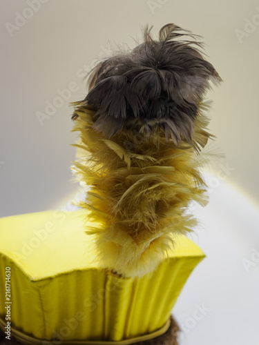 Foto Detail of a feather crest on a military cap.
